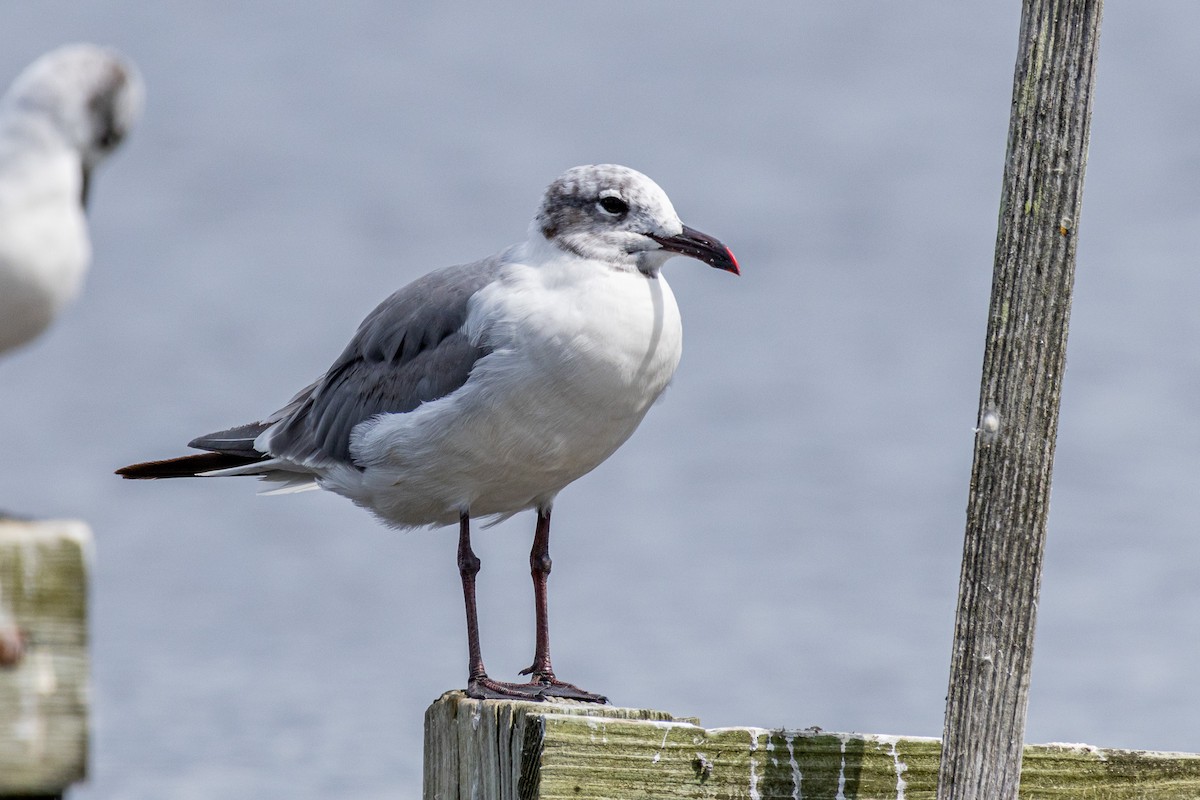 Laughing Gull - ML608666453