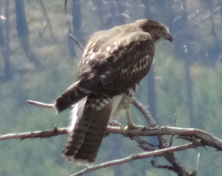 Red-tailed Hawk - ML608666512