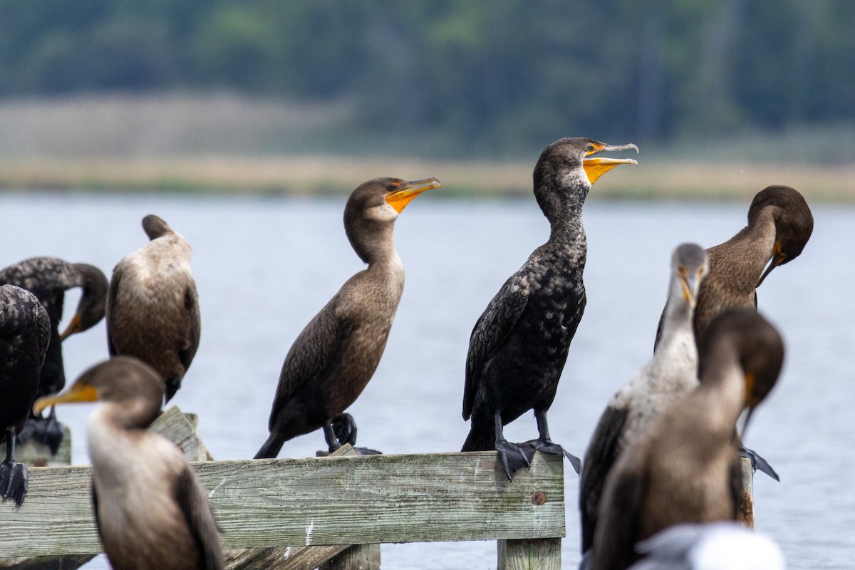 Cormoran à aigrettes - ML608666528