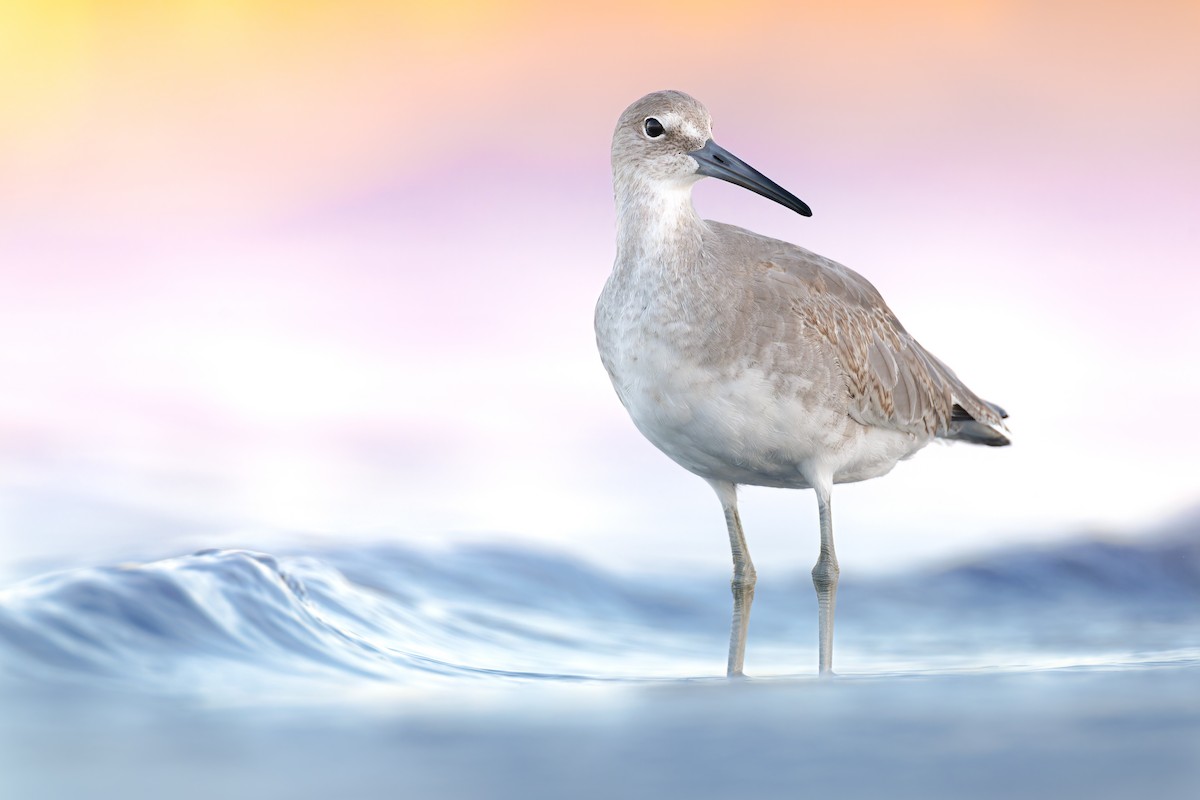 Willet - ML608666569