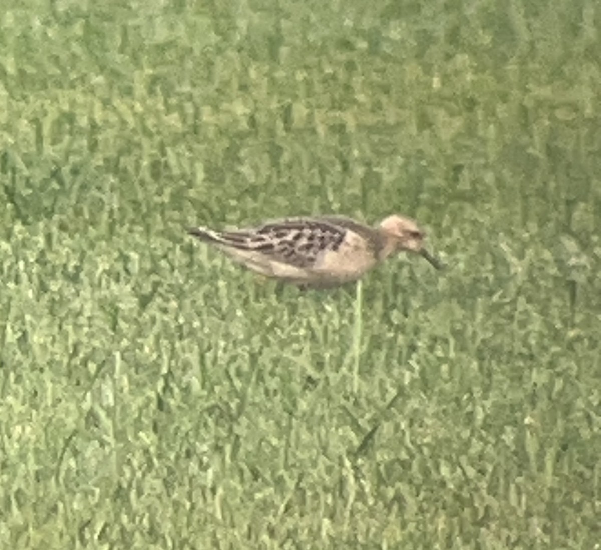 Buff-breasted Sandpiper - ML608666663