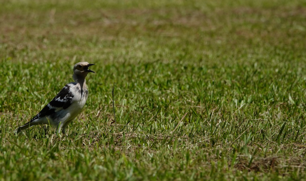 Black-collared Starling - Chao-Ju Su