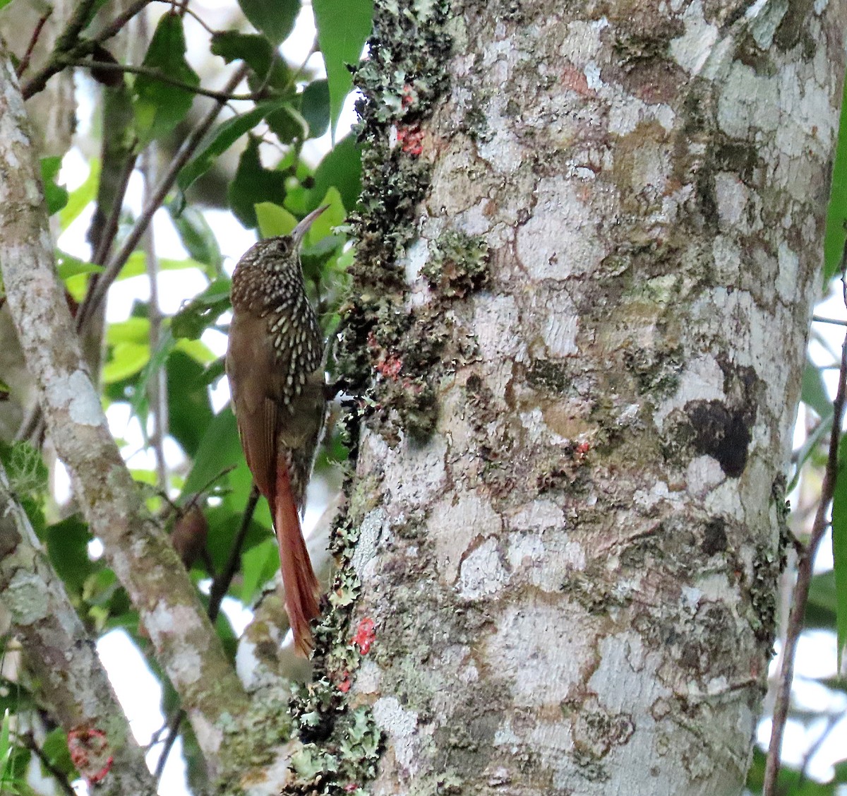 Montane Woodcreeper - ML608666703