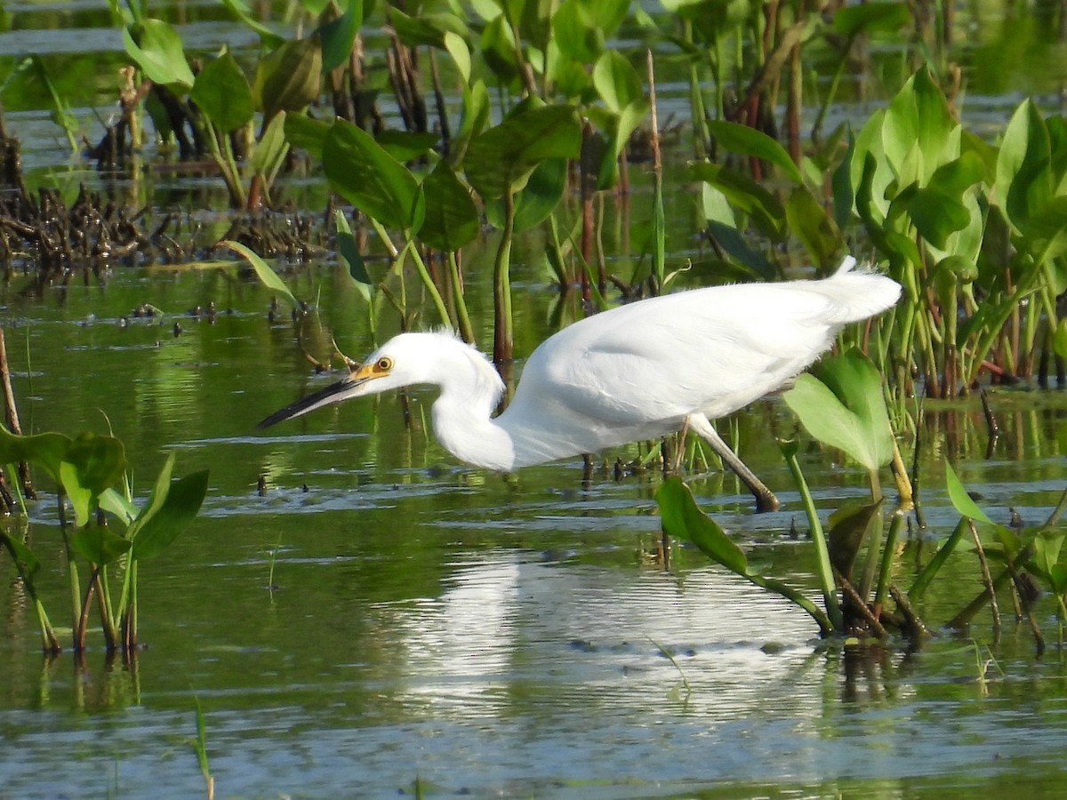 Snowy Egret - ML608666794