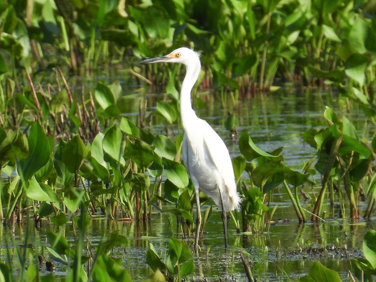 Snowy Egret - ML608666795