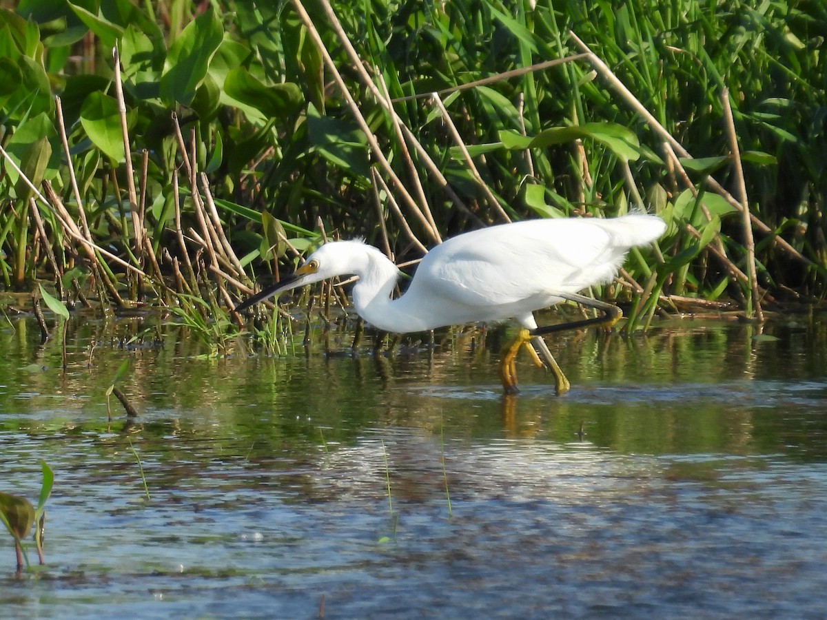 Snowy Egret - ML608666796