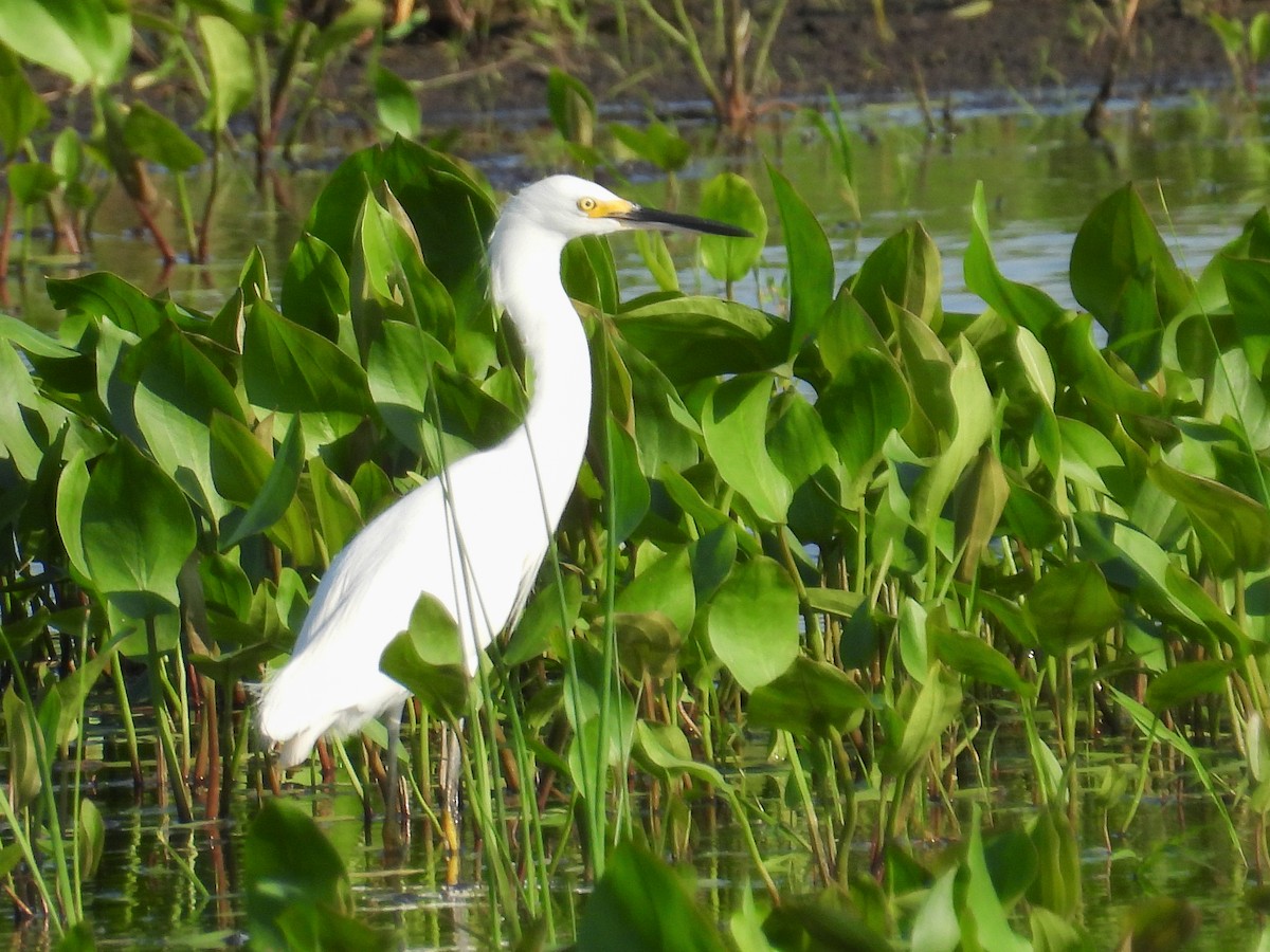 Snowy Egret - Anna Battaglia