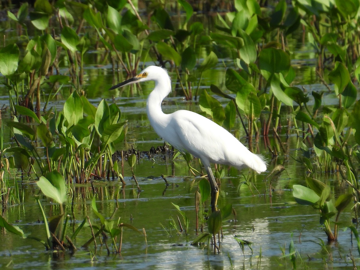 Snowy Egret - ML608666798