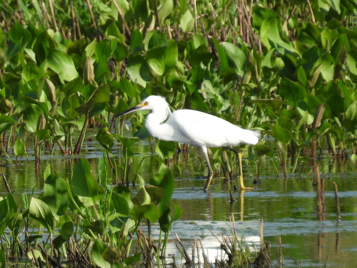 Snowy Egret - ML608666799