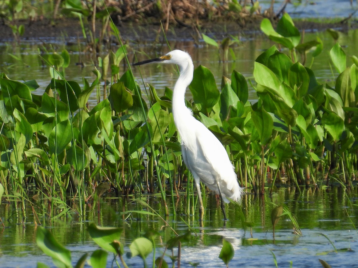 Snowy Egret - ML608666800