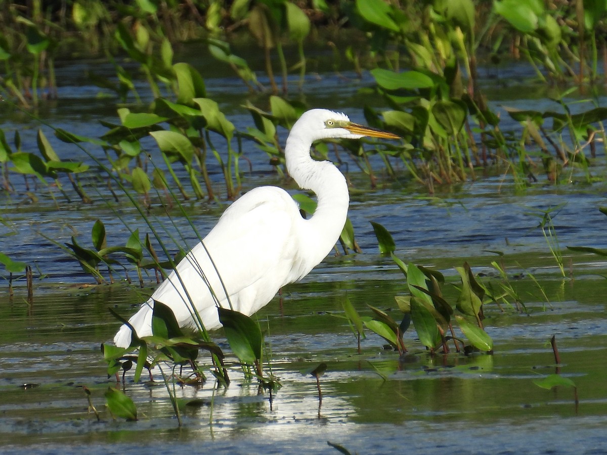 Great Egret - ML608666806