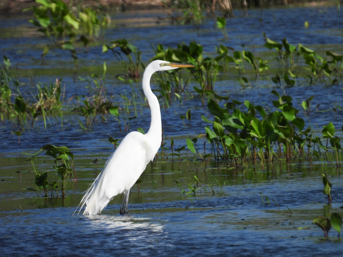 Great Egret - ML608666808