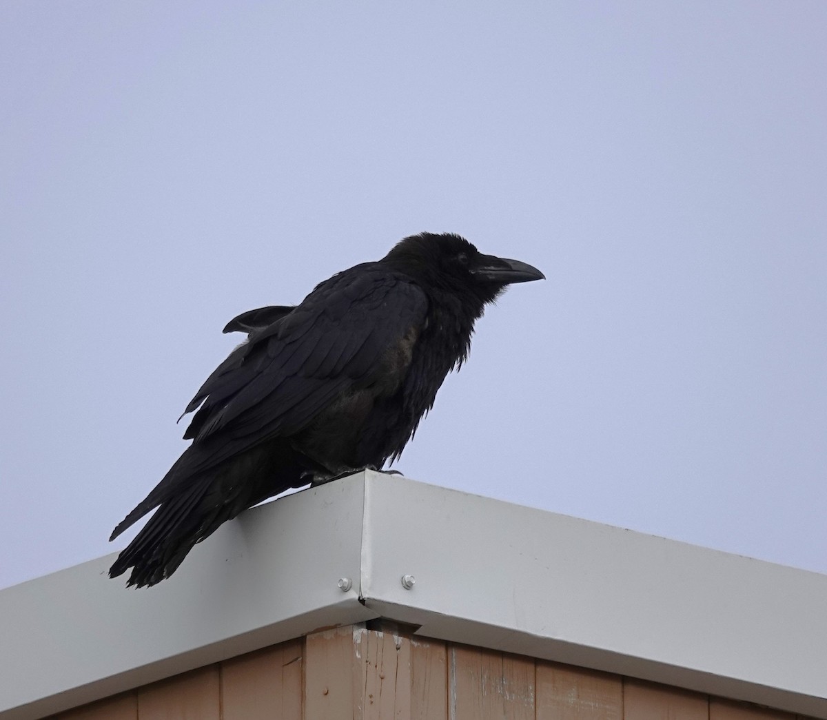 Common Raven - ML608666872