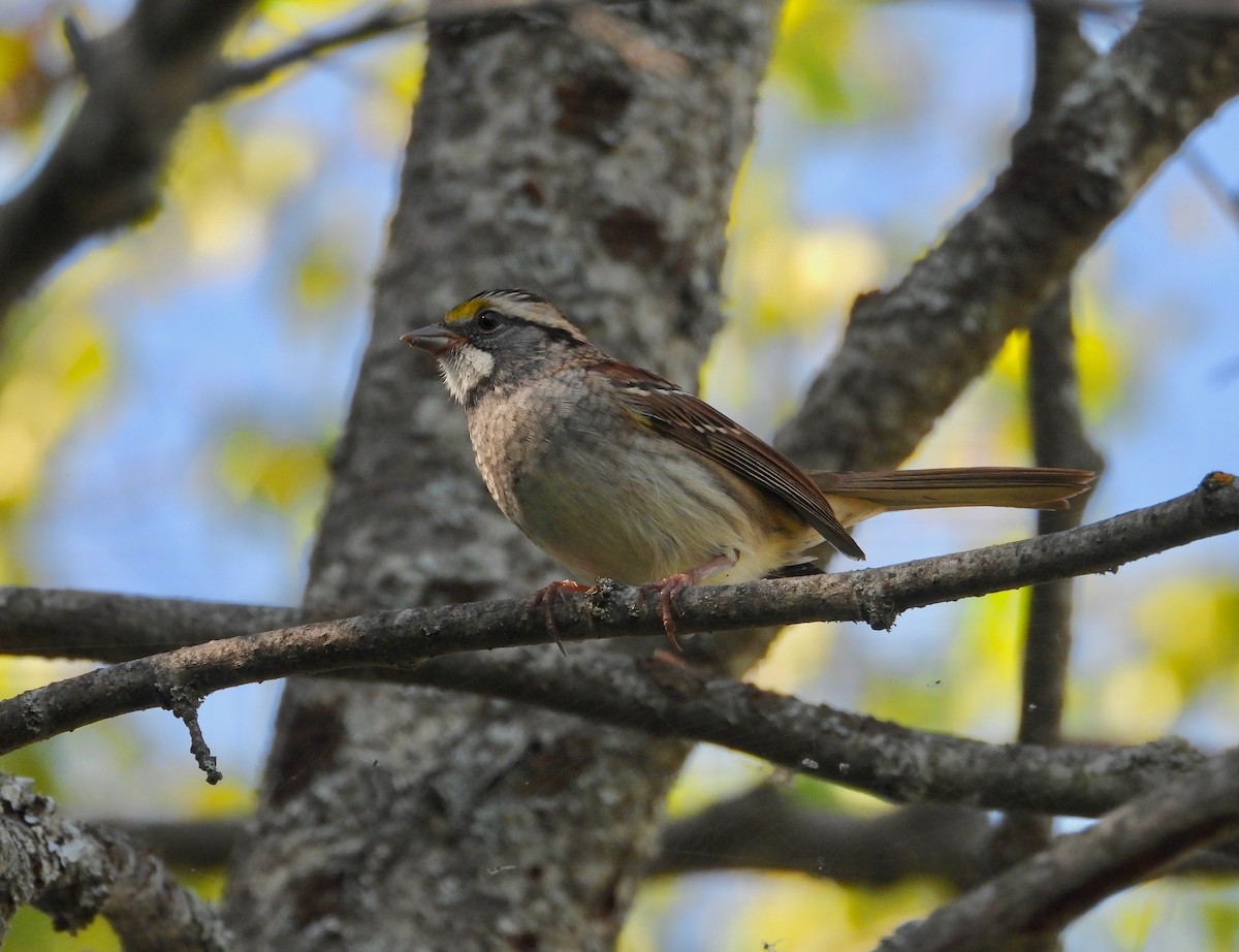 White-throated Sparrow - ML608666879