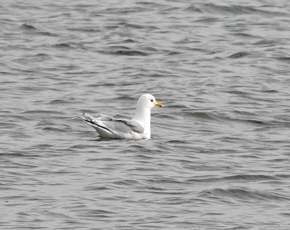 Gaviota Groenlandesa - ML608666886