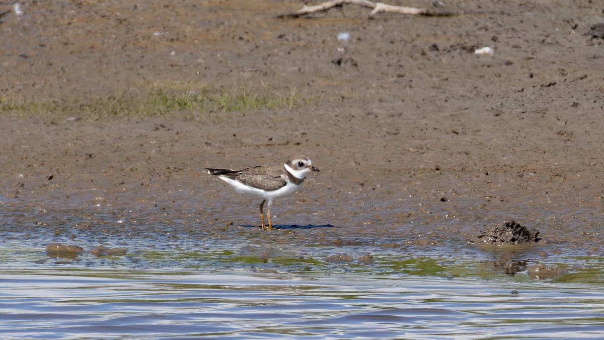 Semipalmated Plover - Sean Fahey