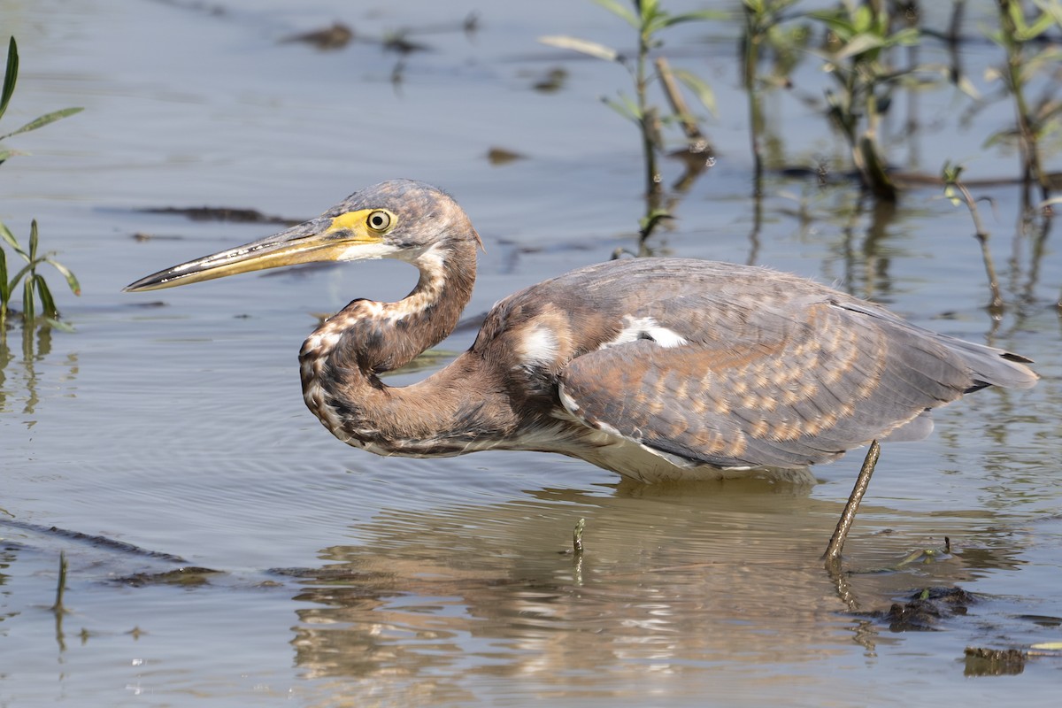 Tricolored Heron - Michael Linz