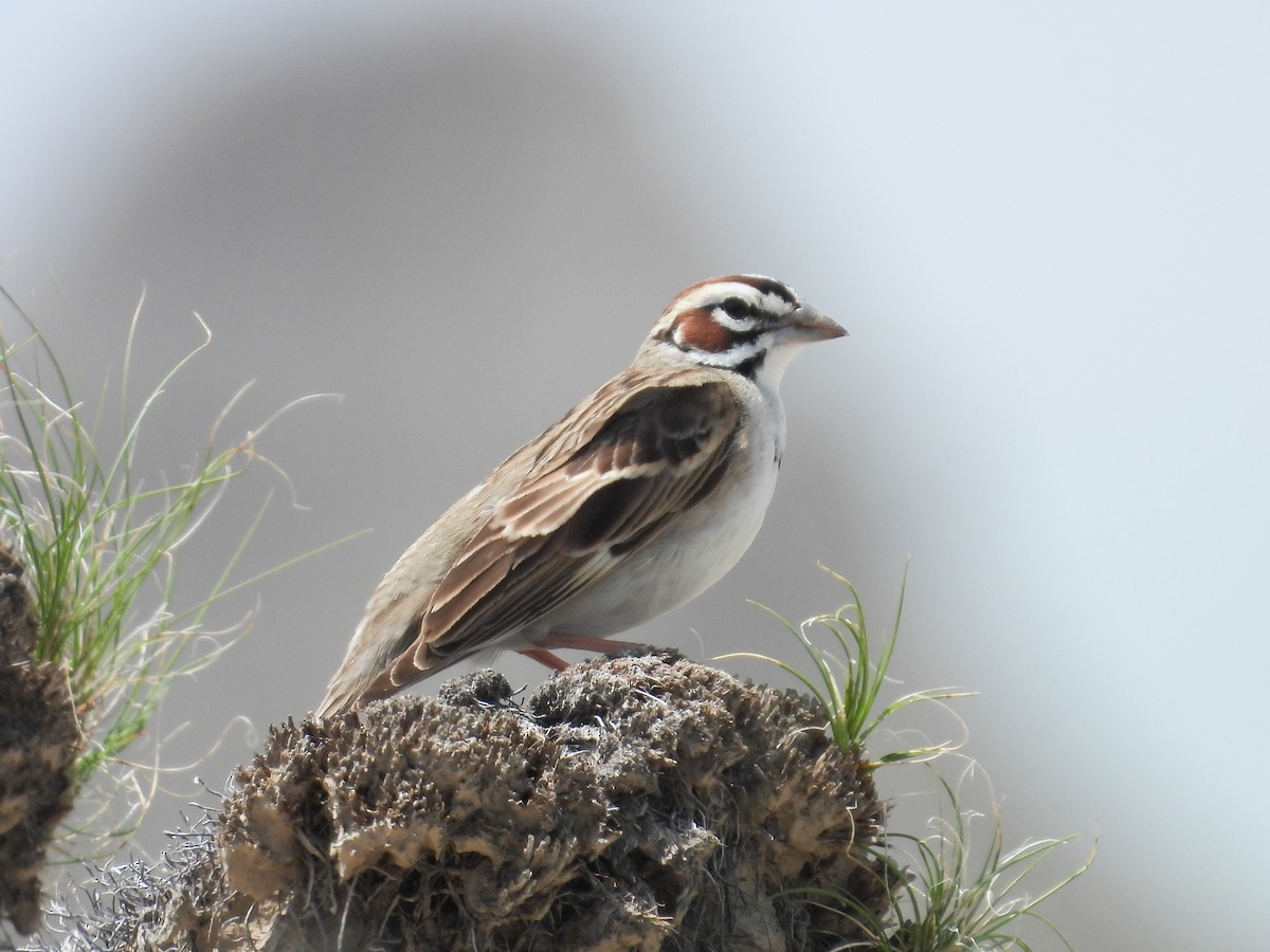 Lark Sparrow - Anna Battaglia