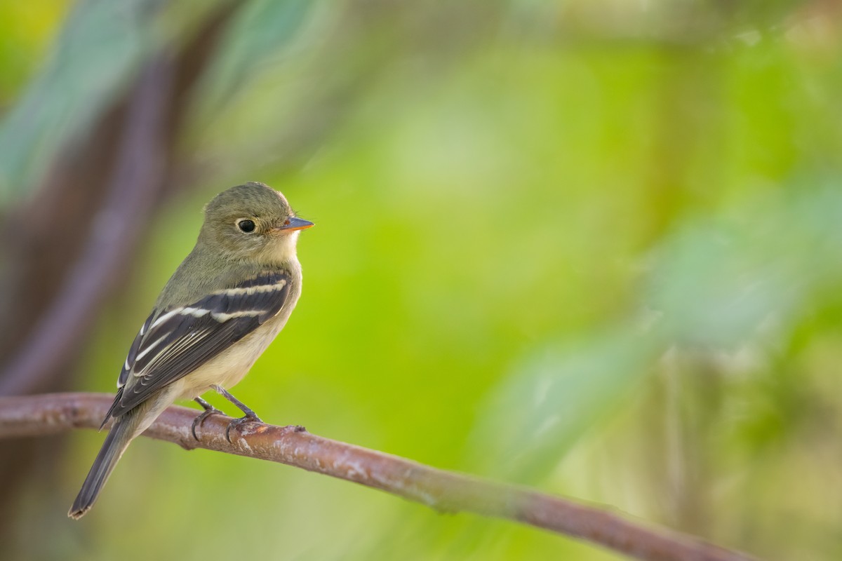 Yellow-bellied Flycatcher - ML608667213