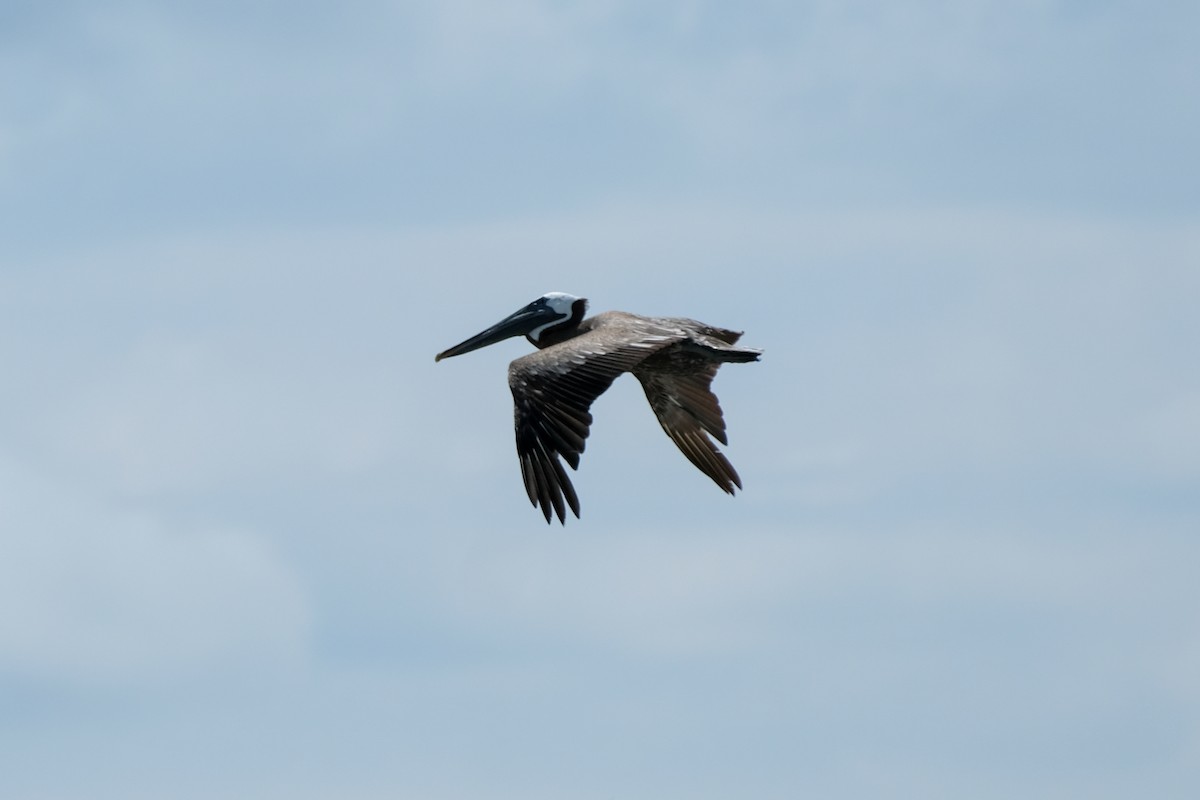 Brown Pelican - ML608667238