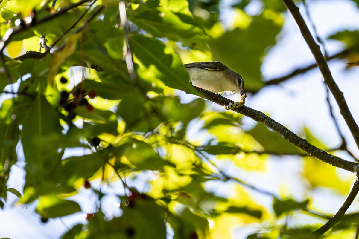 Vireo Ojirrojo - ML608667289