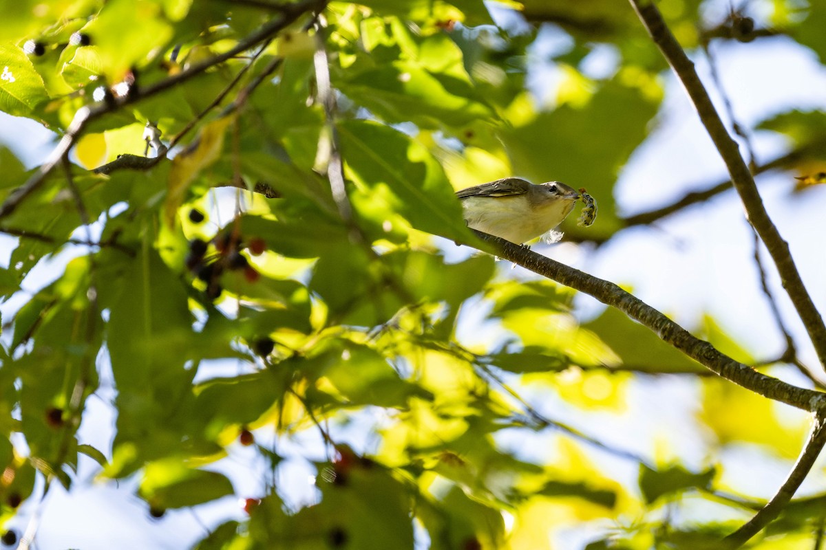 Kızıl Gözlü Vireo - ML608667290