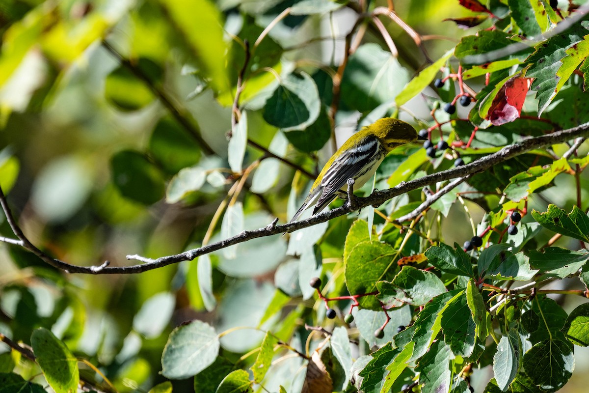 Black-throated Green Warbler - FELIX-MARIE AFFA'A