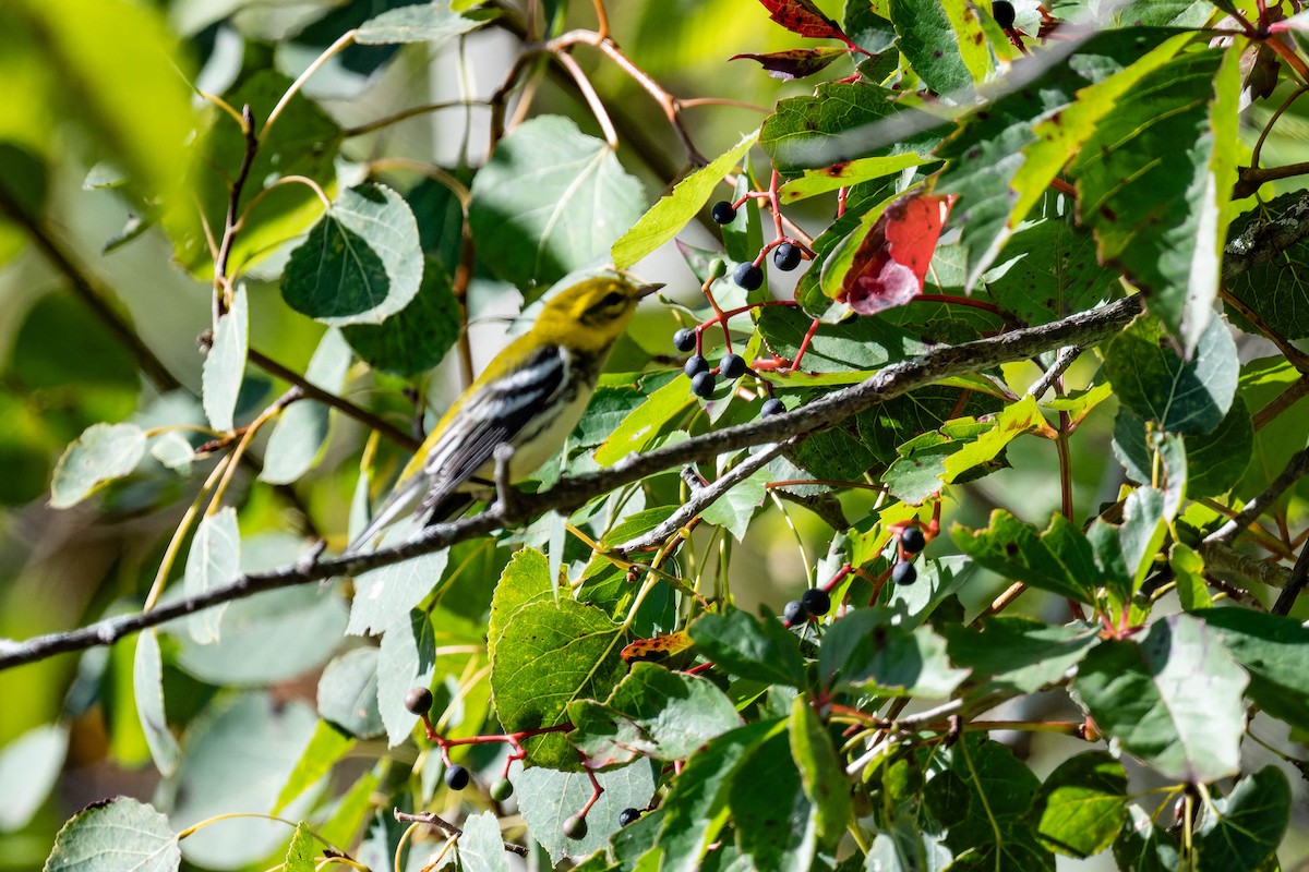 Black-throated Green Warbler - FELIX-MARIE AFFA'A