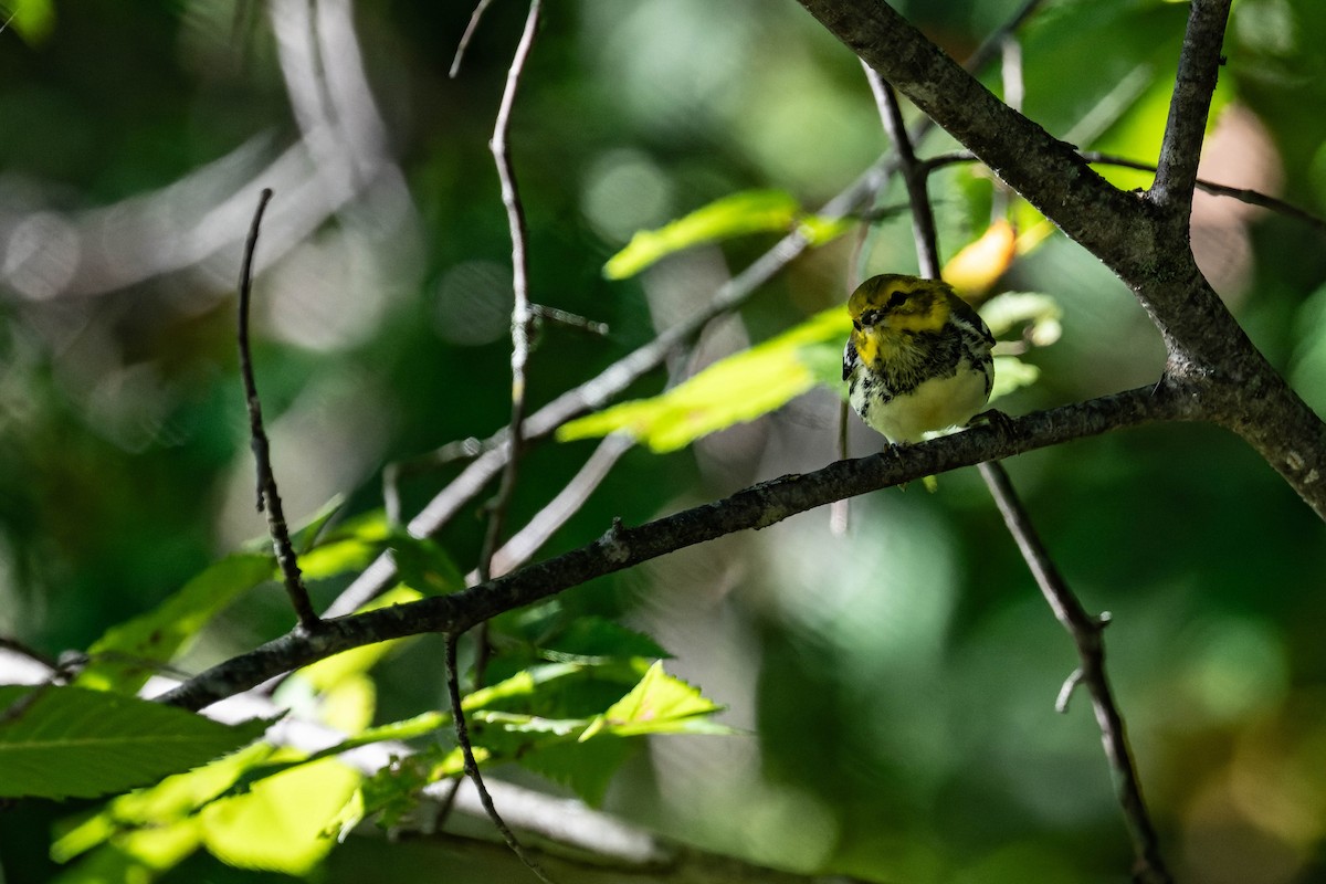 Black-throated Green Warbler - FELIX-MARIE AFFA'A