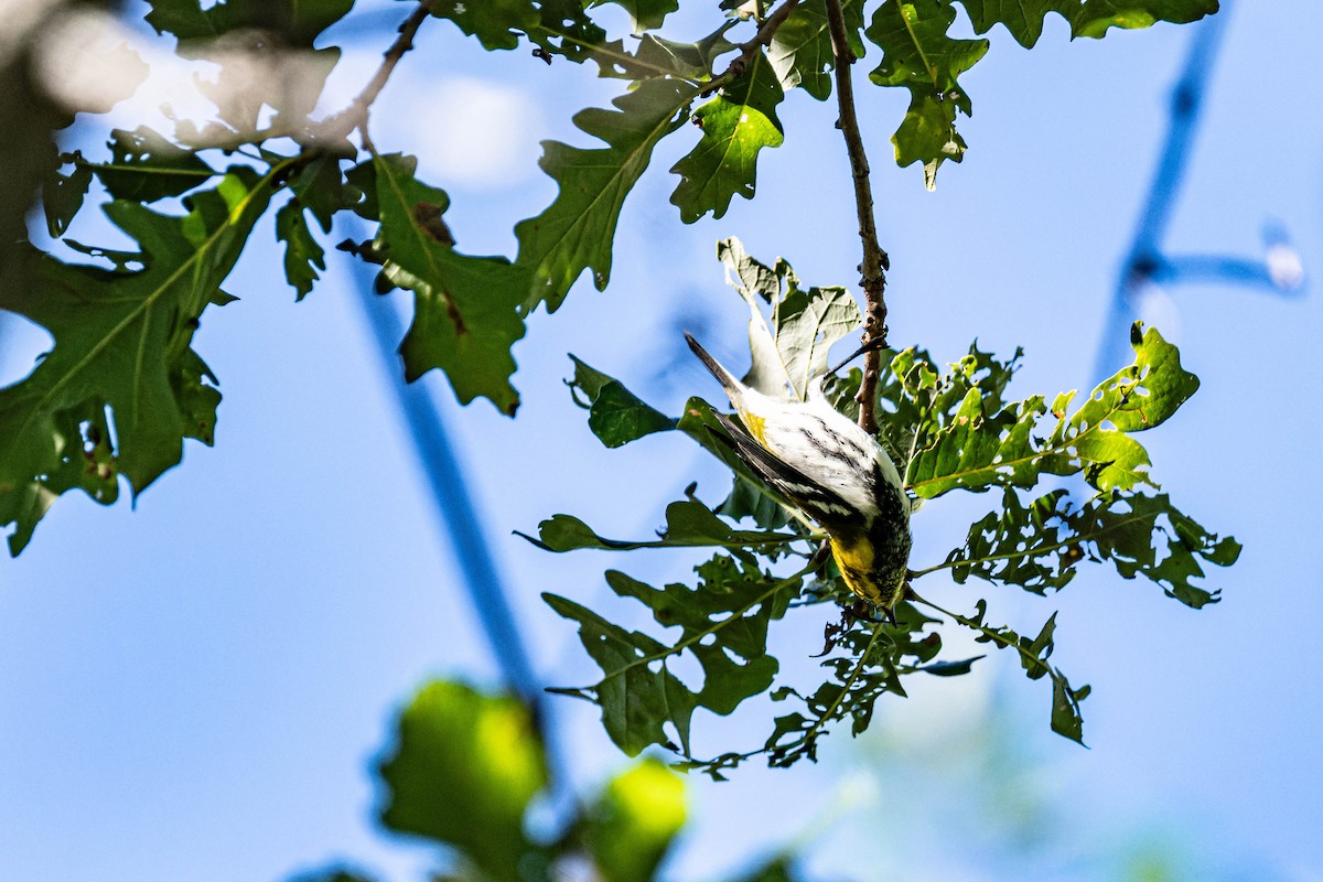 Black-throated Green Warbler - FELIX-MARIE AFFA'A