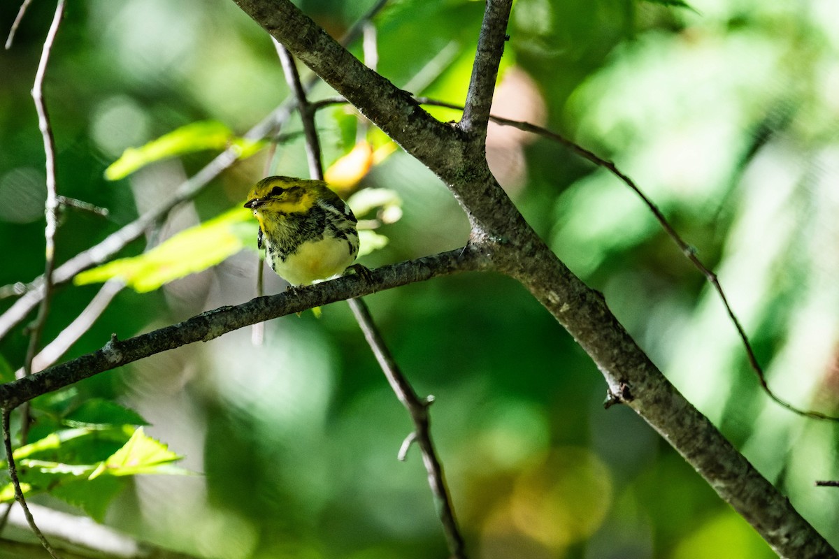 Black-throated Green Warbler - FELIX-MARIE AFFA'A