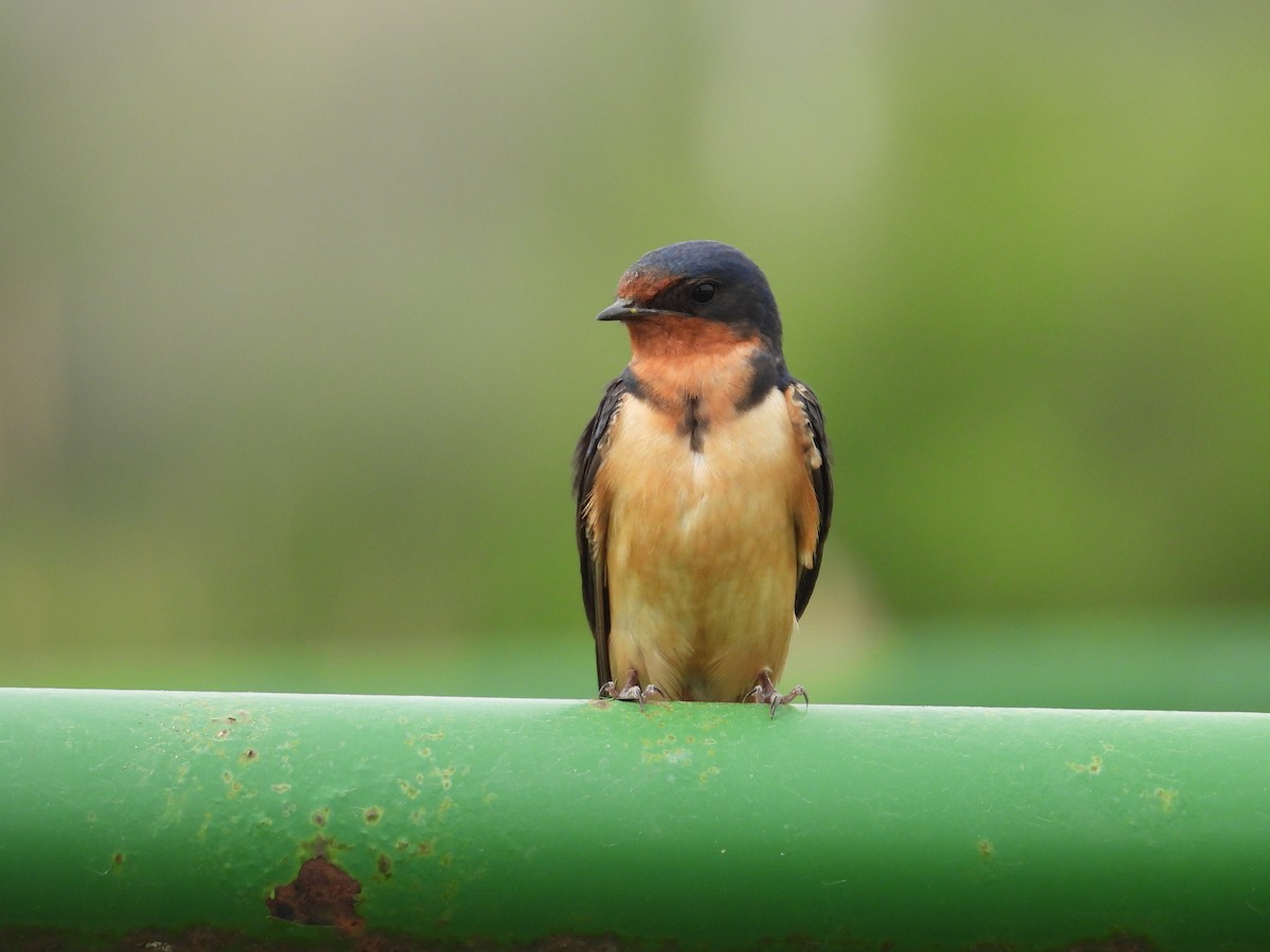 Barn Swallow - ML608667310