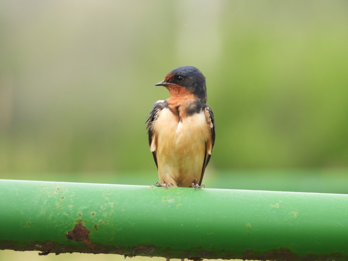 Barn Swallow - ML608667313