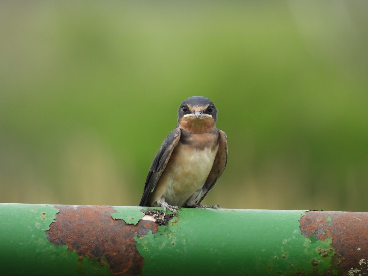 Barn Swallow - ML608667315