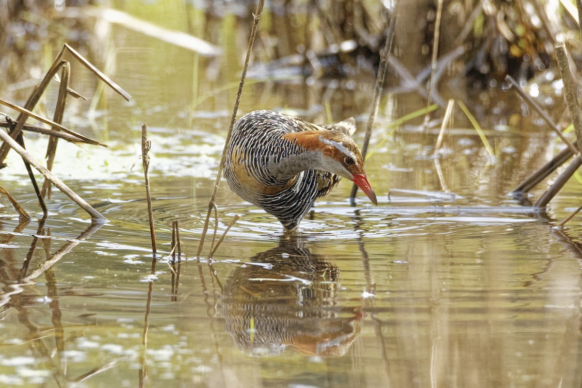 Buff-banded Rail - ML608667380