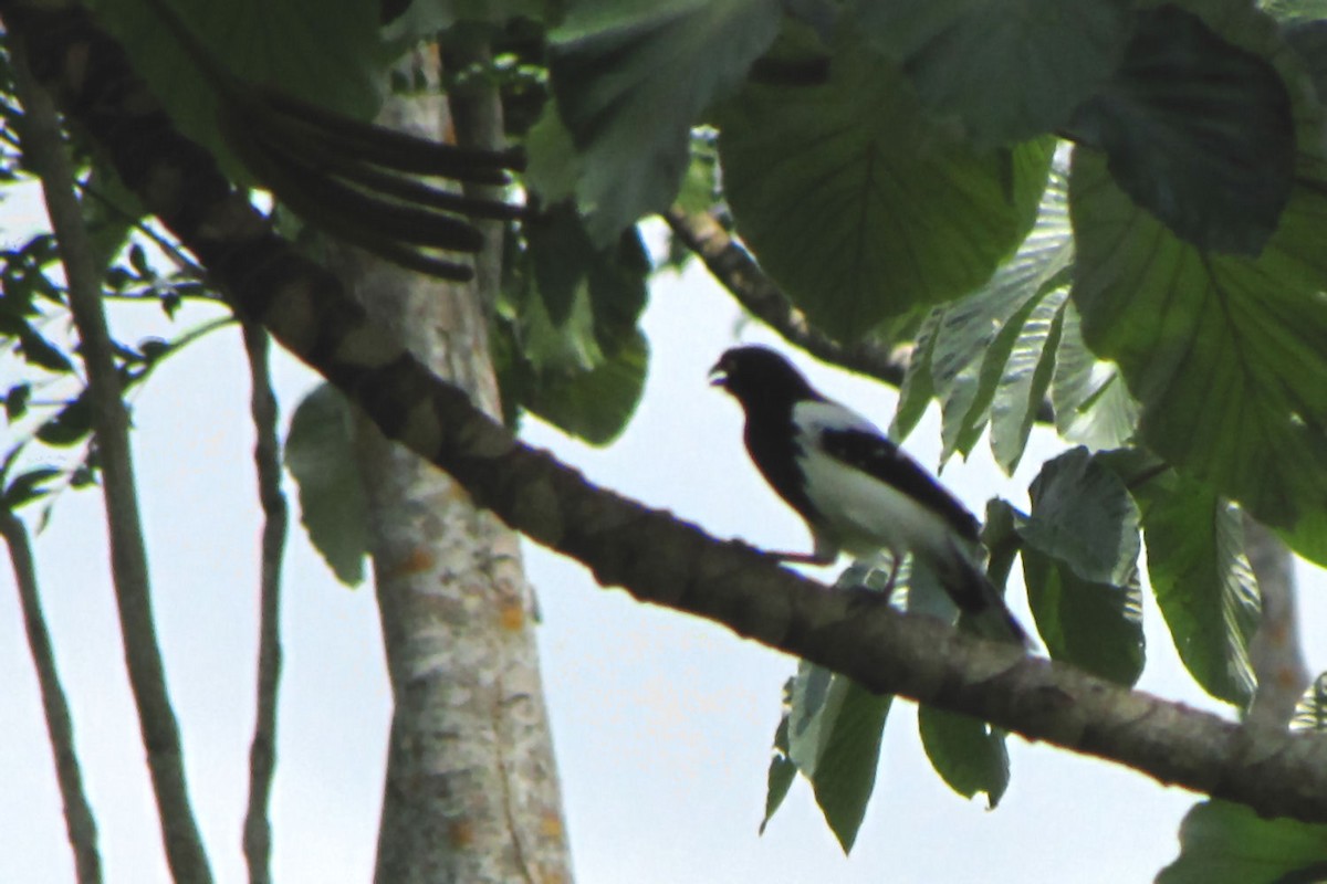Magpie Tanager - ML608667427