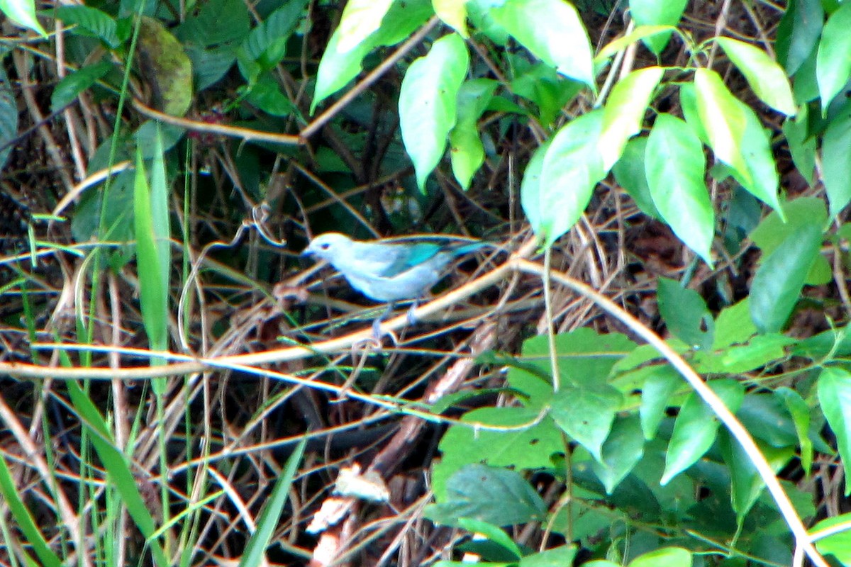 Blue-gray Tanager - ML608667435