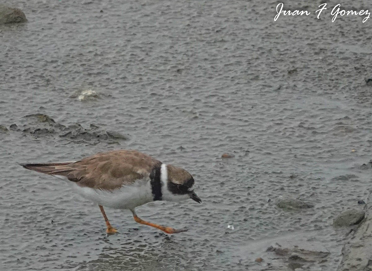 Semipalmated Plover - ML608667469