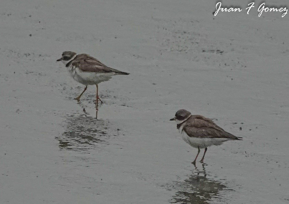 Semipalmated Plover - ML608667475