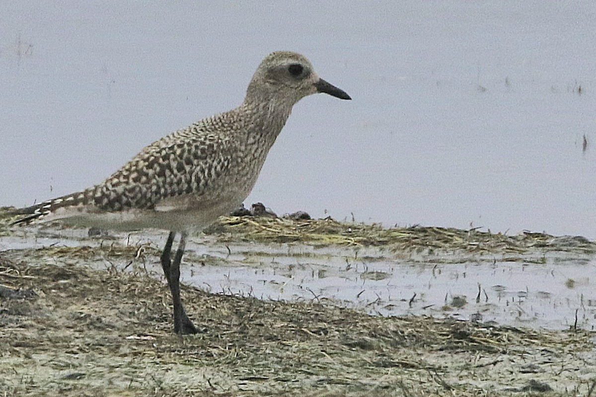 Black-bellied Plover - ML608667638