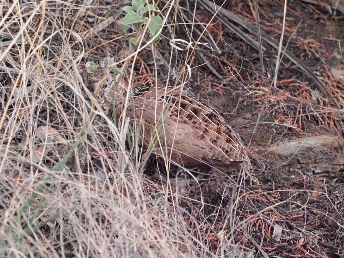 Montezuma Quail - Todd Deininger