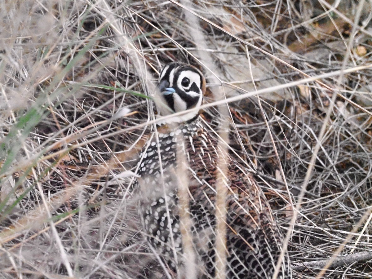 Montezuma Quail - ML608667680