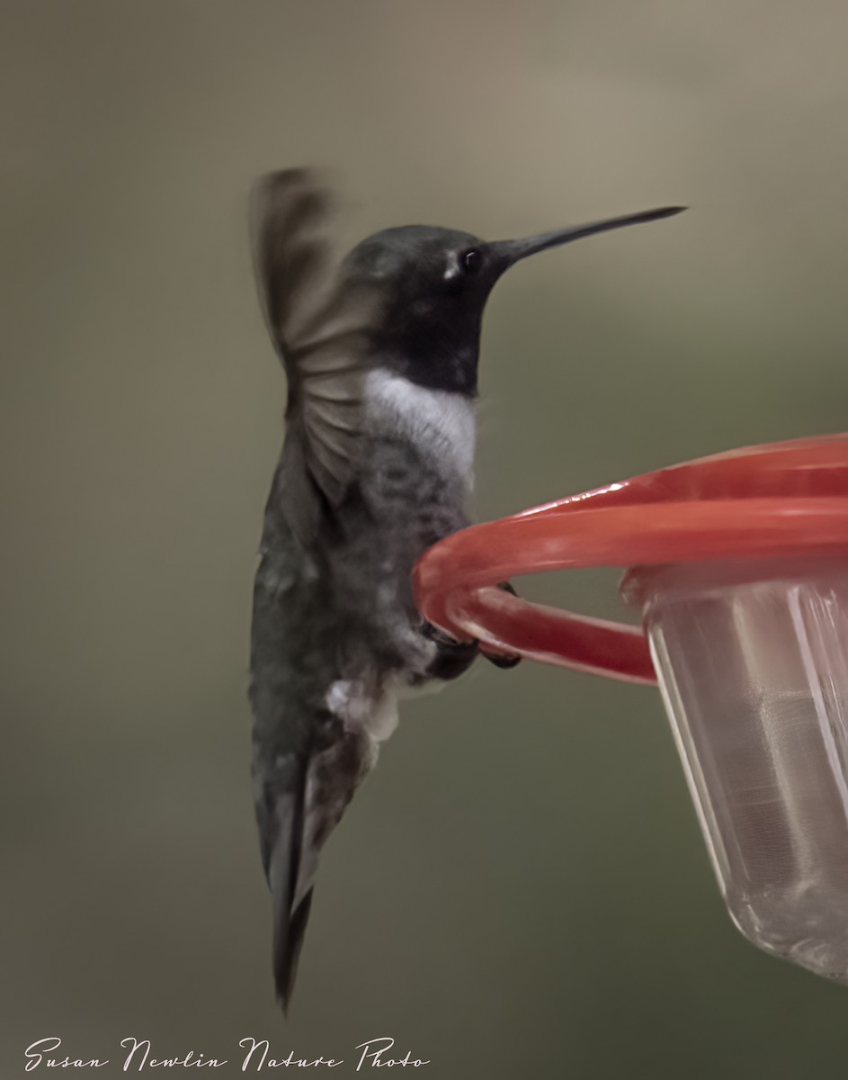 Colibrí Gorjinegro - ML608667681