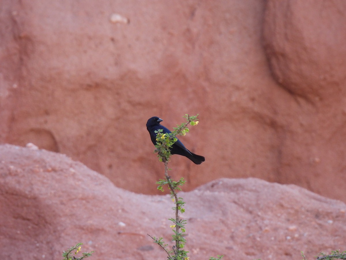 Shiny Cowbird - ML608667848