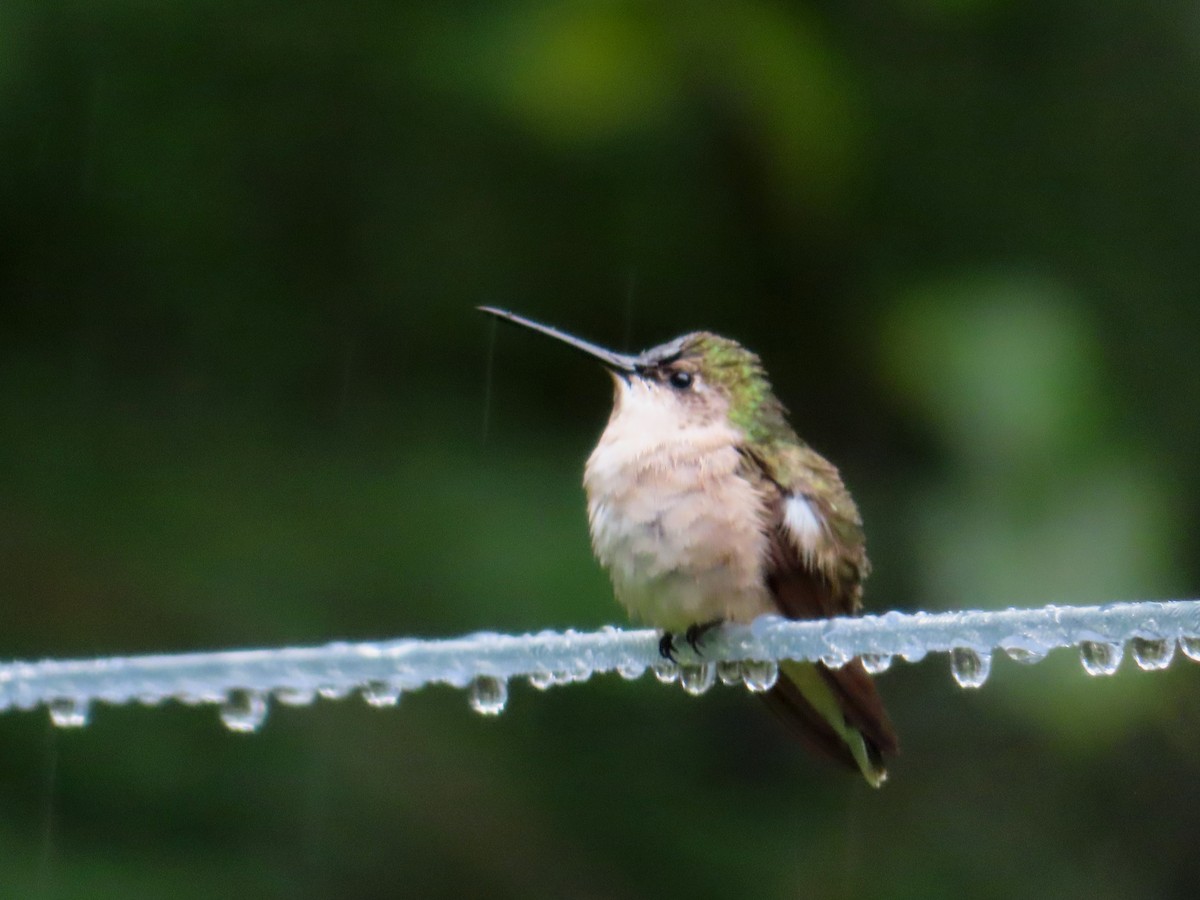 Colibri à gorge rubis - ML608667860