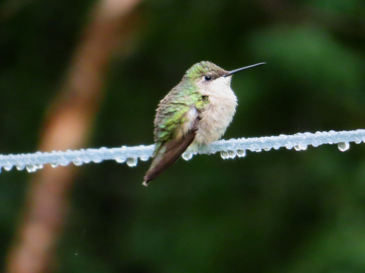 Colibri à gorge rubis - ML608667861