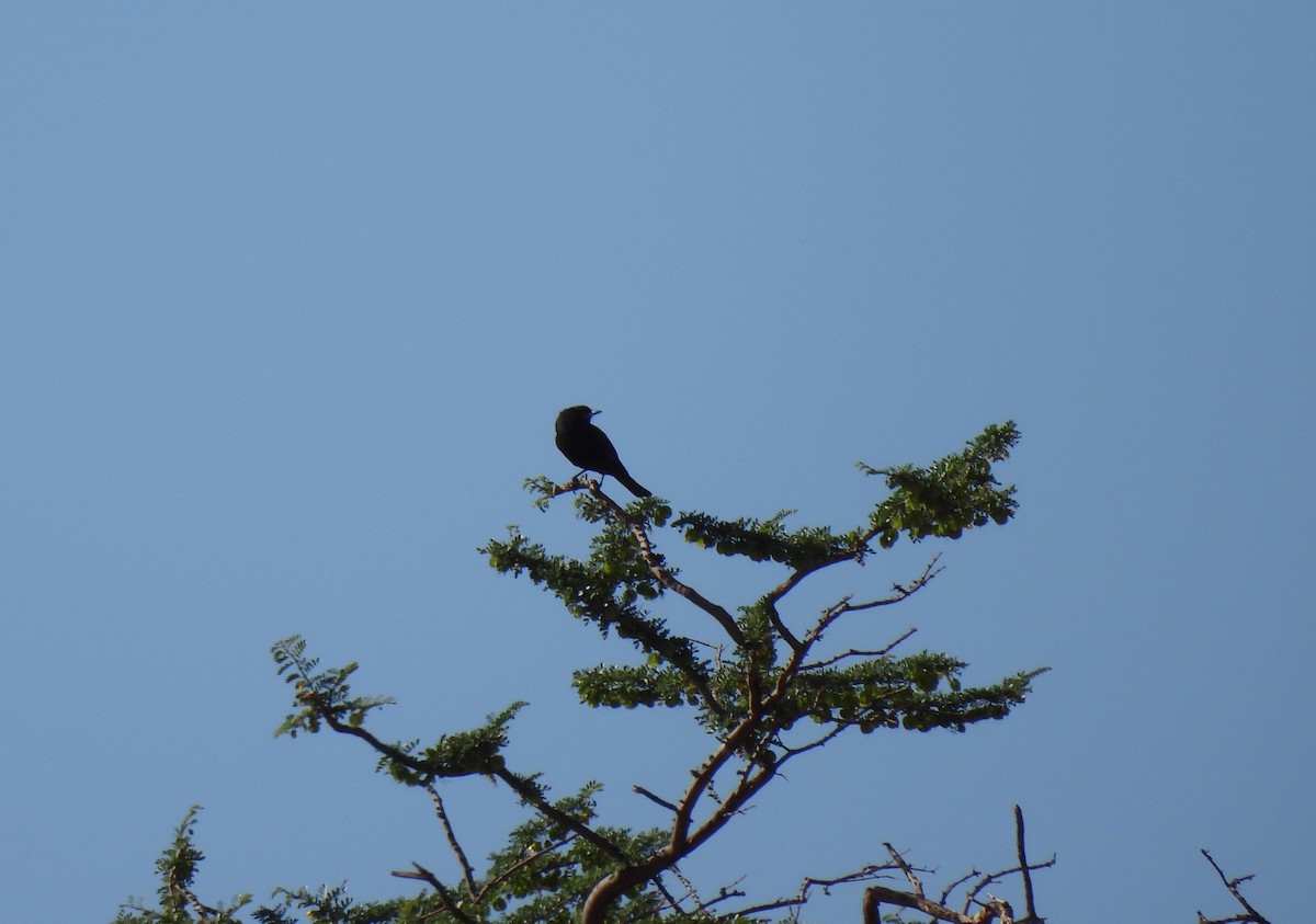 White-winged Black-Tyrant - ML608667881