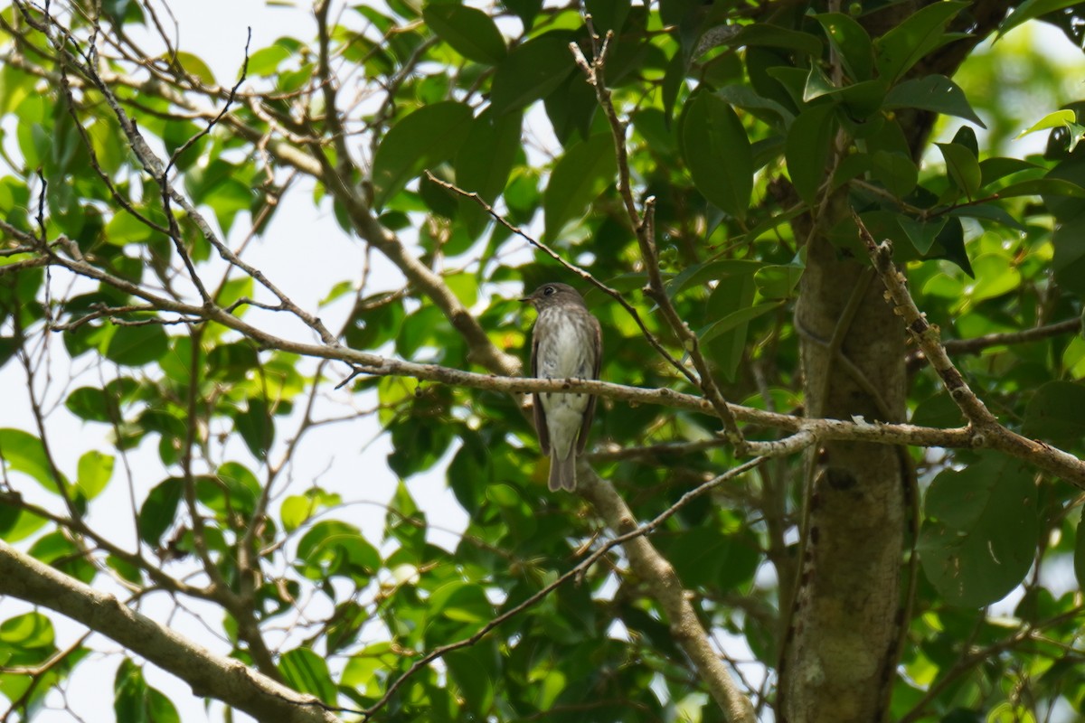 Dark-sided Flycatcher - ML608667957