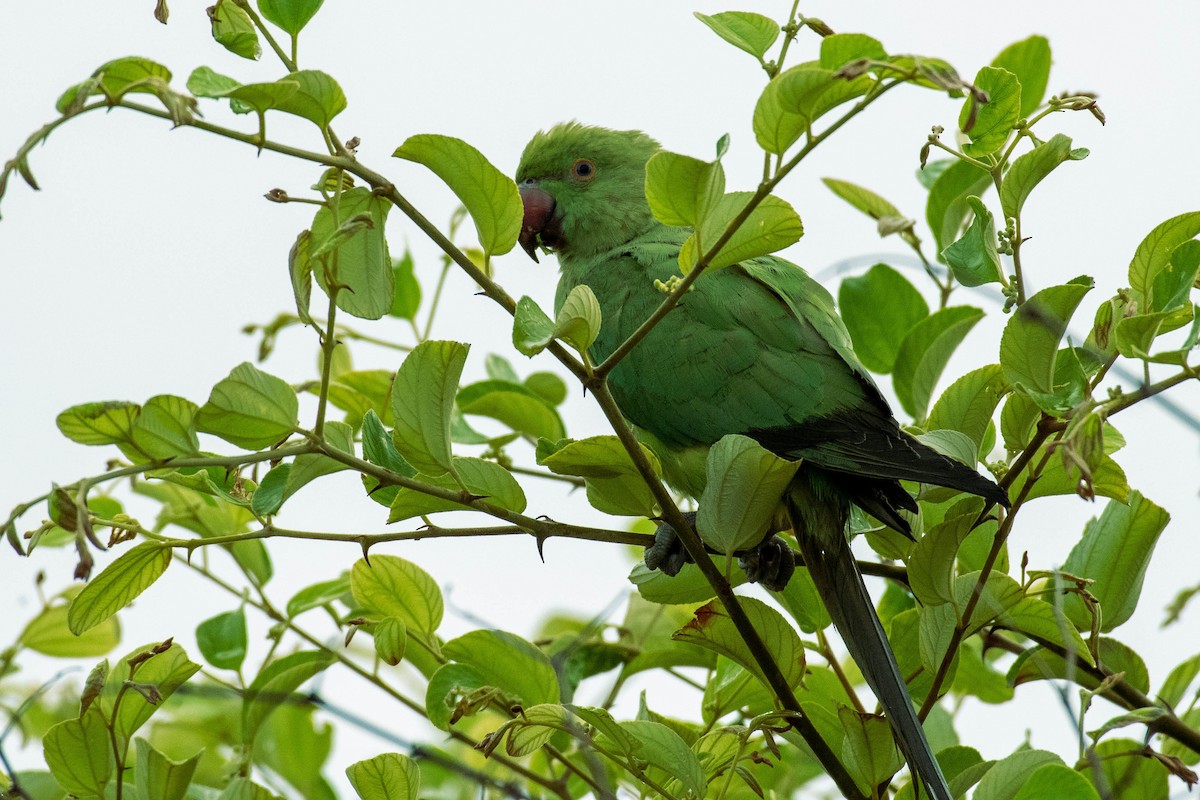 Rose-ringed Parakeet - ML608667997