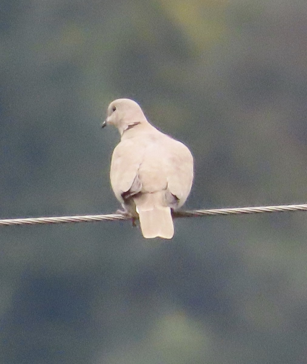 Eurasian Collared-Dove - ML608668093